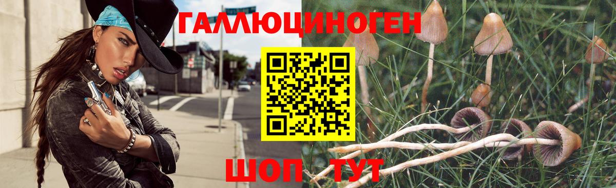 Галлюциногенные грибы Psilocybe Кировск